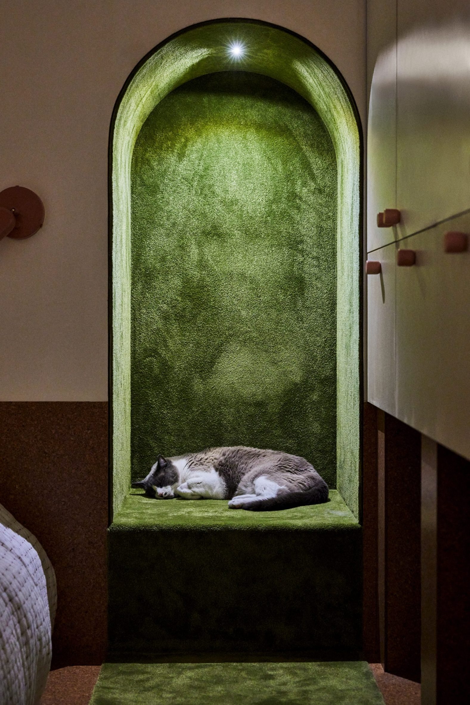 cat sleeping